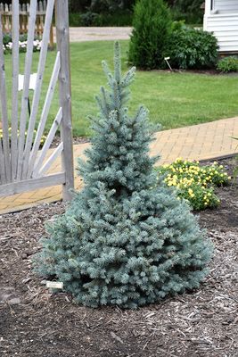 Picea pungens 'Sester's Dwarf' (Dwarf Blue Spruce) 60cm 6G