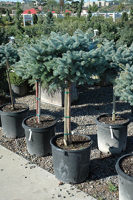 Picea pungens glauca 'Globosa' Std. (Blue Globe Spruce) 5G 60/80cm