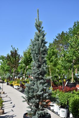 Picea pungens 'Blue Totem' (Columnar Blue Spruce) 150cm 15G