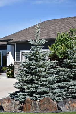 Picea pungens 'Baby Blue' (Baby Blue Colorado Spruce) 150cm WB