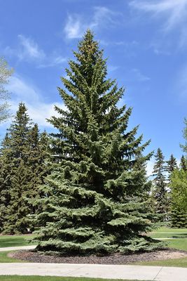Picea pungens var. glauca (Colorado Blue Spruce) 150cm WB