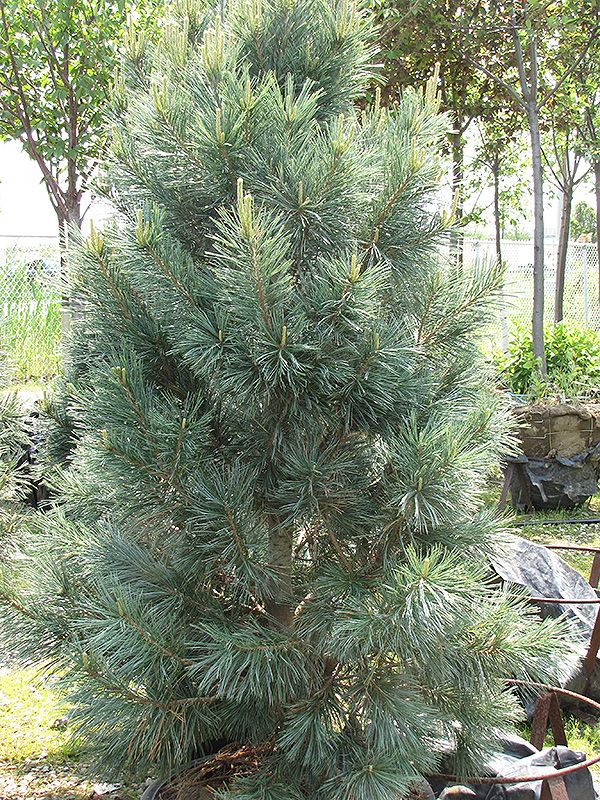 Pinus flexilis &#39;Vanderwolf&#39;s Pyramid&#39; (Limber Pine) 150cm WB