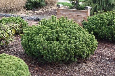 Pinus mugo 'Slowmound' (Dwarf Mugo Pine) 3G