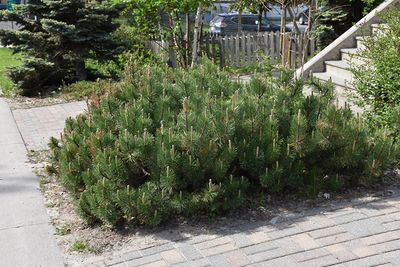 Pinus mugo var. pumilio (Mugo Pine) 30cm 3G