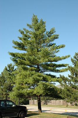 Pinus strobus (Eastern White Pine) 2G