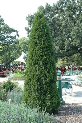 Thuja occidentalis 'Smaragd' (Semi-Dwarf Emerald Cedar) 50cm 3G