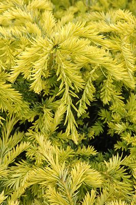 Taxus media 'Sunburst' (Yew) 30CM 3G