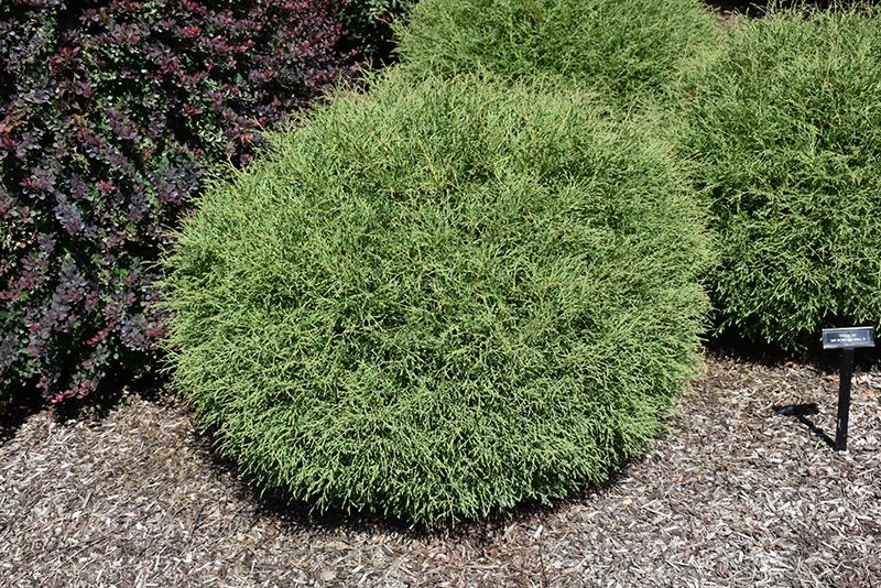 Thuja occidentalis &#39;Mr Bowling Ball&#39; (Eastern Cedar) 30CM 2G