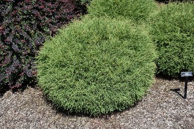 Thuja occidentalis 'Mr Bowling Ball' (Eastern Cedar) 30CM 2G