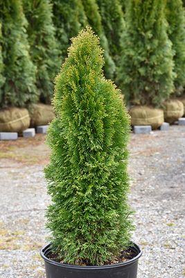 Thuja Occ. 'Emerald Petite' (Dwarf Emerald Cedar) 3G