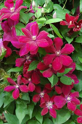Clematis 'Rouge Cardinal' 1G