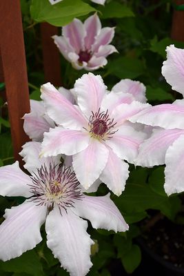 Clematis 'Vancouver Mystic Gem' 1G