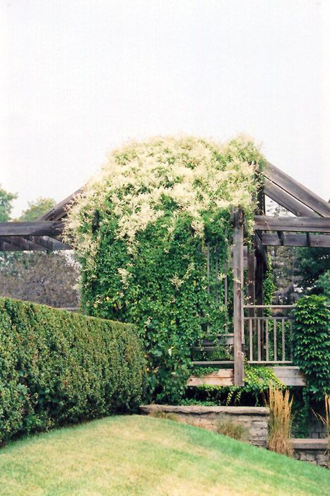 Polygonum aubertii (Silver Lace Vine) 1G