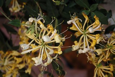 Lonicera periclymenum 'Scentsation' (Honeysuckle) 2G