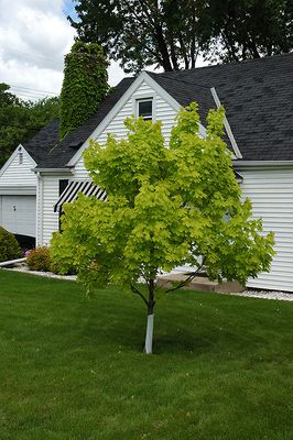 Acer platanoides 'Princeton Gold' (Norway Maple) 250cm 15G CP