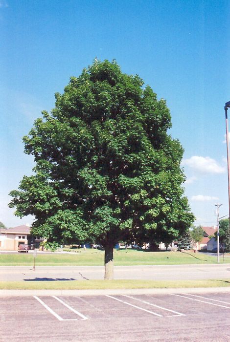 Acer platanoides &#39;Emerald Queen&#39; (Norway Maple) 60mm