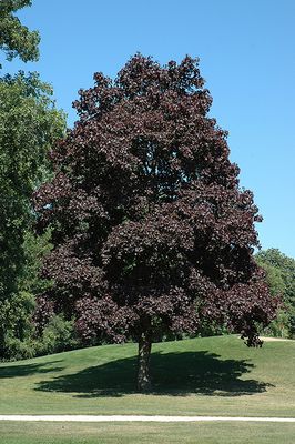 Acer platanoides 'Crimson King' (Norway Maple) 50mm