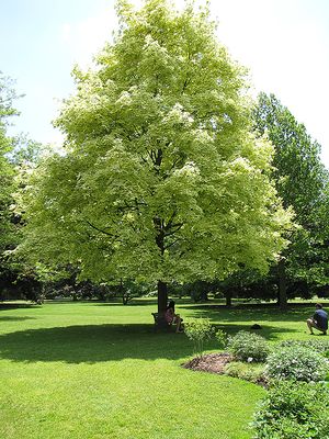 Acer platanoides 'Drummondii' (Harlequin Norway Maple) 60mm