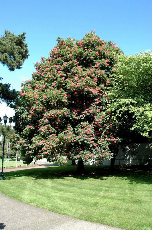 Aesculus x carnea &#39;Briotii&#39; (Ruby Red Horse Chestnut) 150cm 10G