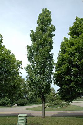 Acer x freemanii 'Armstrong' (Freeman Maple) 50mm
