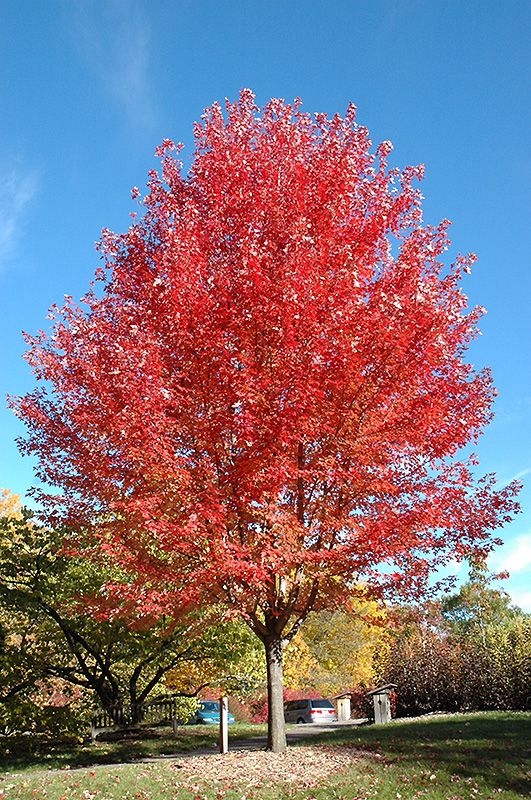 Acer x fremanii &#39;Autumn Blaze&#39;  (Freeman Maple) 225cm 10G