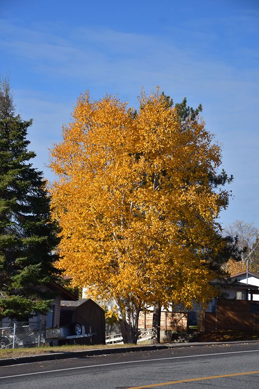 Betula papyrifera (Multi-Stem Paper Birch) 12G
