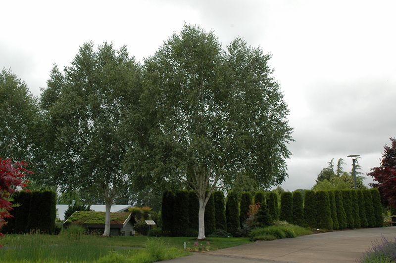 Betula utilis 'Jacquemonti' (Himalayan Birch) 250cm 10G