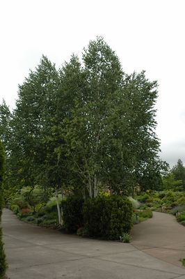 Betula utilis 'Jacquemonti' (Multi-Stem Himalayan Birch) 250cm BB