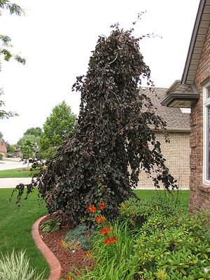 Fagus sylvatica 'Purple Fountain' (Weeping Beech) 200cm BB