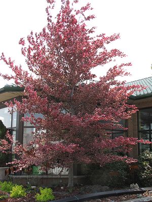 Fagus sylvatica 'Roseomarginata' (Tricolor European Beech) 200CM BB
