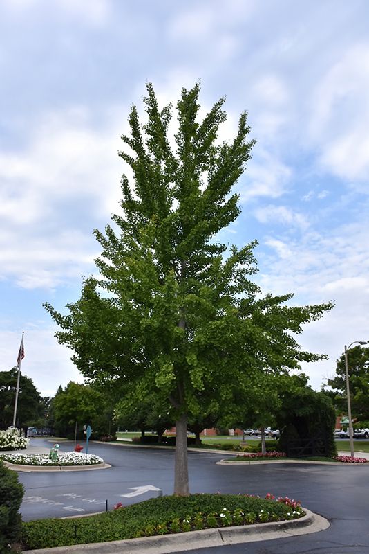 Ginkgo biloba (Maidenhair Tree) 175CM  10G