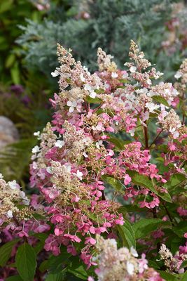 Hydrangea paniculata 'Pinky Winky' Std. (Panicle Hydrangea) 100cm 7G