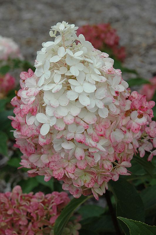 Hydrangea paniculata &#39;Vanilla Strawberry&#39; Std. (Panicle Hydrangea) 100cm 7G