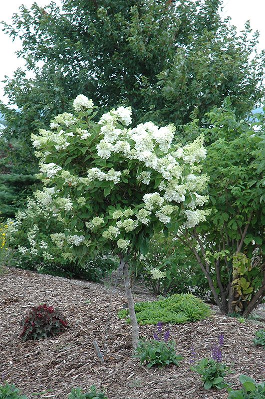 Hydrangea paniculata 'Pink Diamond' (Panicle Hydrangea) Std. 100cm 5G