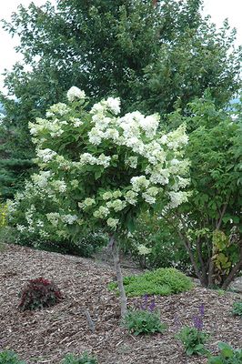 Hydrangea paniculata 'Pink Diamond' (Panicle Hydrangea) Std. 100cm 5G