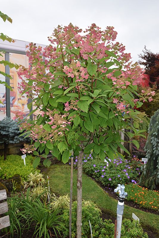 Hydrangea paniculata 'Quick Fire' Std. (Panicle Hydrangea) 100cm 7G