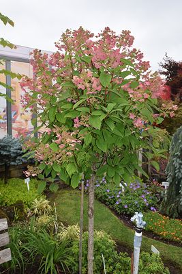 Hydrangea paniculata 'Quick Fire' Std. (Panicle Hydrangea) 100cm 7G