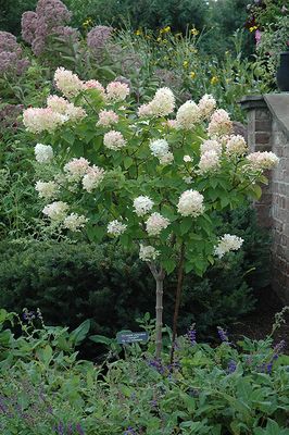 Hydrangea paniculata 'Limelight' Std. PW (Panicle Hydrangea) 100cm 5G