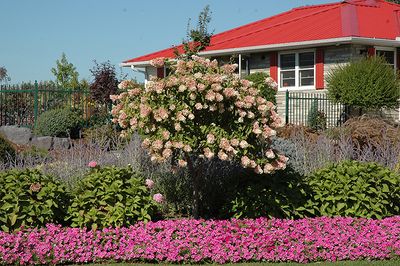 Hydrangea paniculata 'Grandiflora' (Peegee Hydrangea) Std. 100Scm 5G