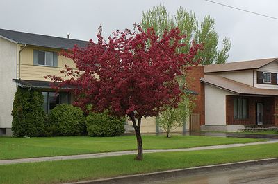 Malus 'Royalty' (Purple-Red Flowering Crabapple) 175cm 7G