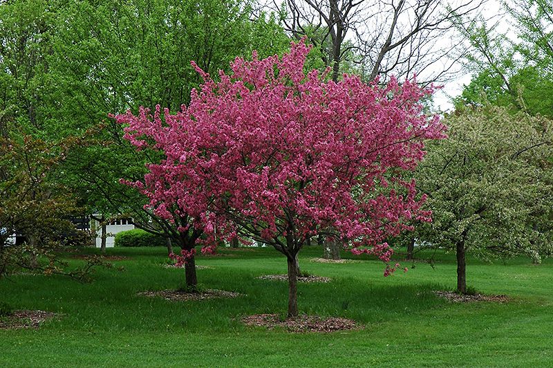 Malus &#39;Prairie Fire&#39; (Pink-Red Flowering Crabapple) 175cm 7G