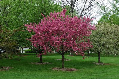 Malus 'Prairie Fire' (Pink-Red Flowering Crabapple) 175cm 7G