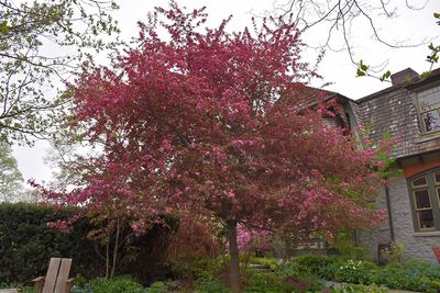 Malus 'Royal Raindrops' (Magenta-Pink Flowering Crabapple) 175cm 7G