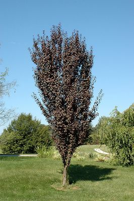 Prunus cerasifera 'Crimson Pointe' (Flowering Plum) 7G