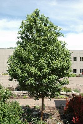 Prunus maackii 'Goldspur' (Amur Cherry) 200cm BR