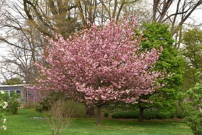 Prunus serrulata 'Kwanzan' (Flowering Cherry) 175cm 7G