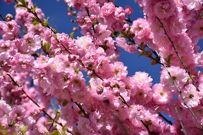Prunus triloba 'Plena' STD (Flowering Almond) 125cm 7G
