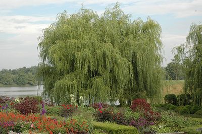 Salix alba 'Tristis' (Weeping Golden Willow) 200cm 10G