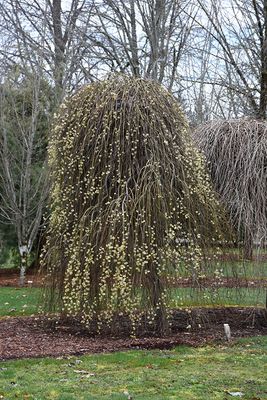 Salix caprea 'Pendula' Std. STD (Weeping Pussy Willow) 125cm 5G