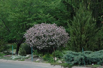 Syringa velutina 'Pallabiniana' Std. (Palabin Lilac) 125cm 5G